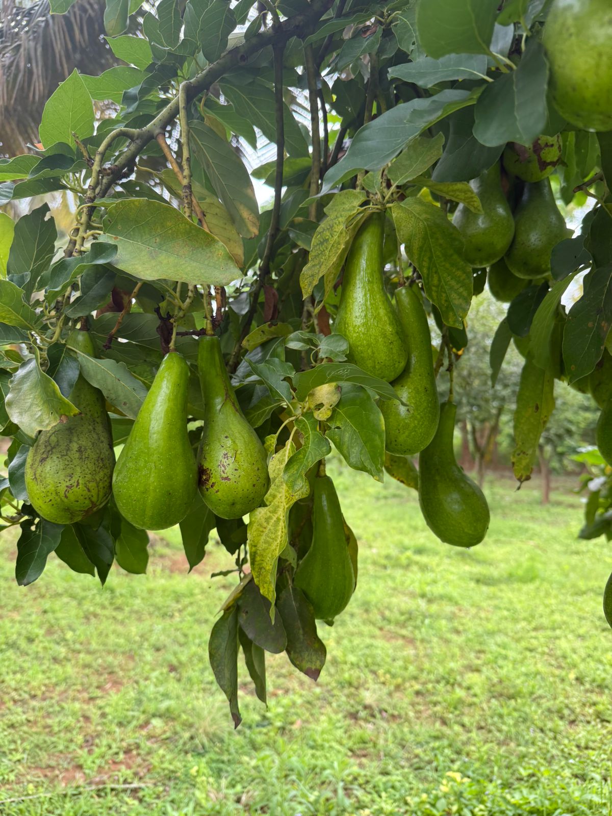 Avocado health benefits