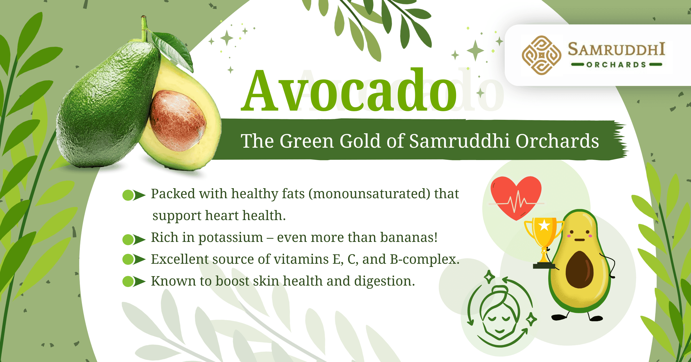Avocado in India The Green Gold of Samruddhi Orchards, Samruddhi Orchards avocado, Avocado farming in India