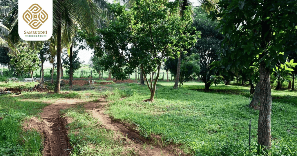 Coconut Farming & Sustainability Practices in Samruddhi Orchards