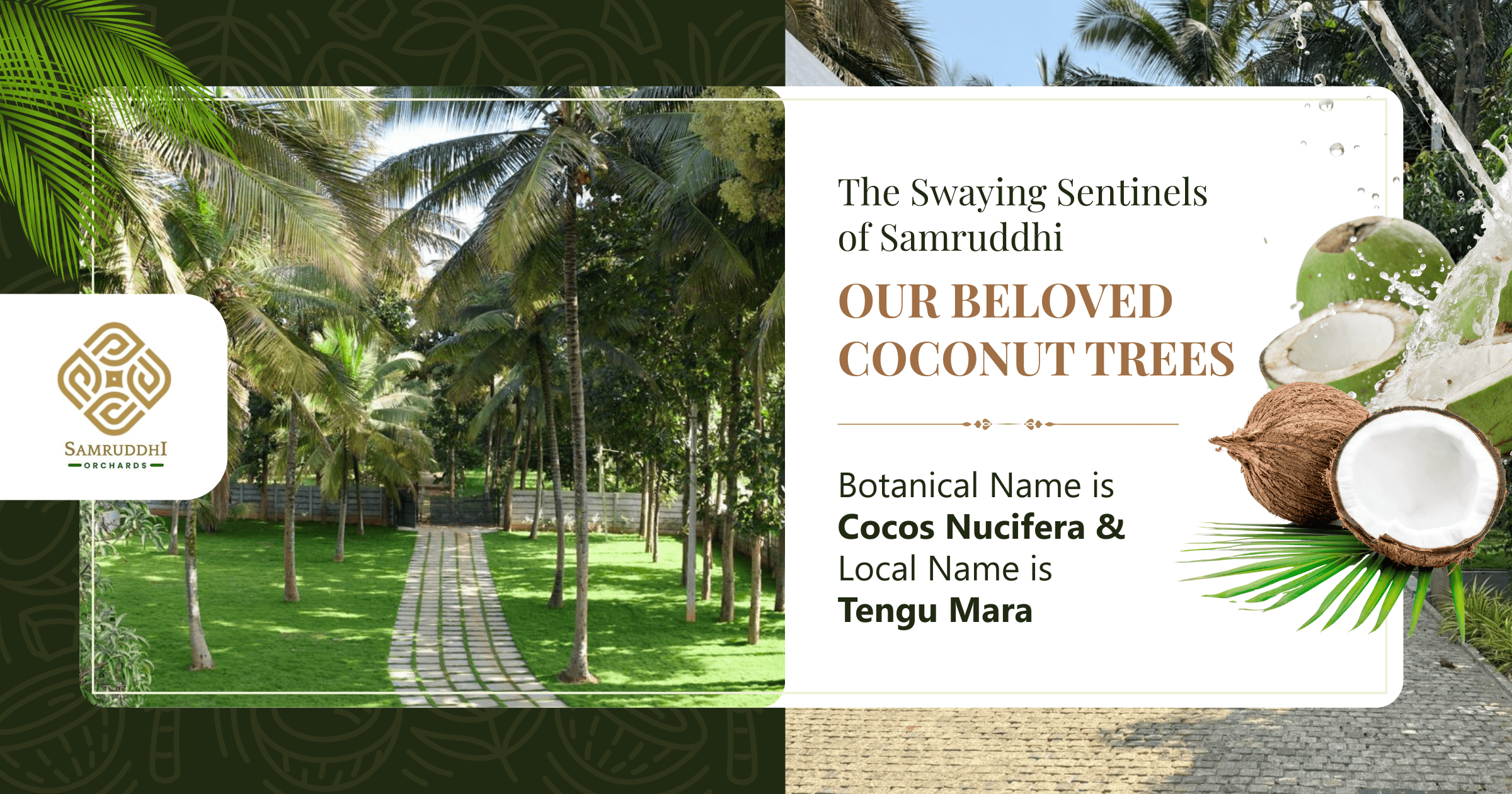 Coconut Trees at Samruddhi Orchards Nature & Tradition
