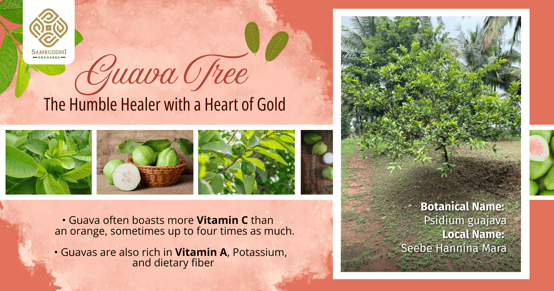 Discover the Quiet Charm of the Guava Orchard