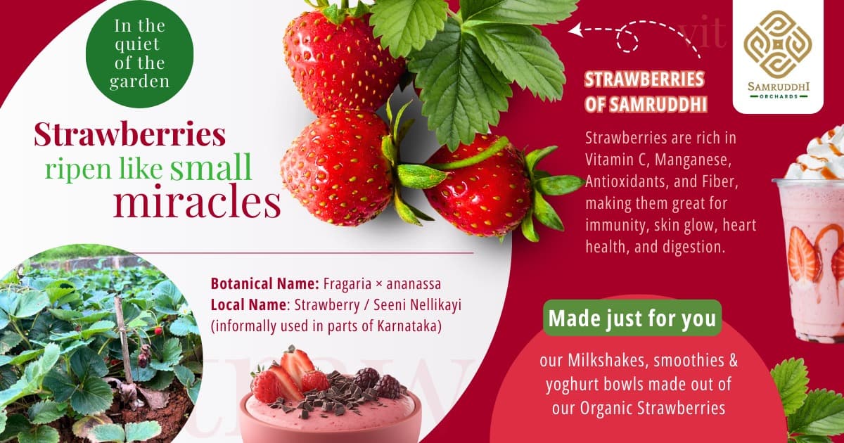 Fresh Strawberry Delights A Sweet Farm Experience for All